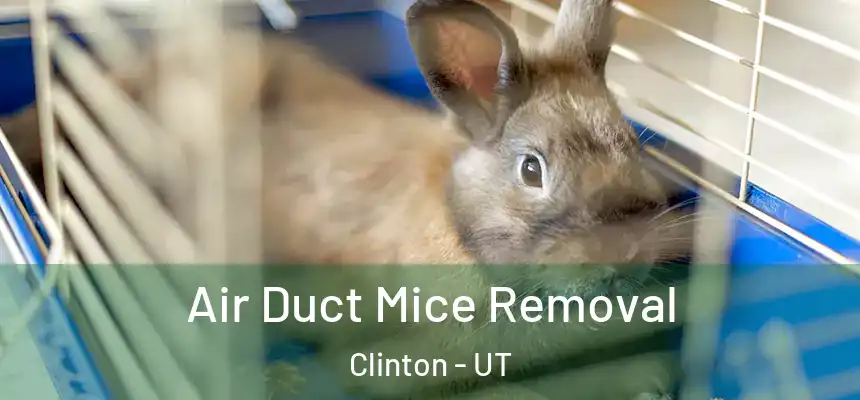  Air Duct Mice Removal Clinton - UT